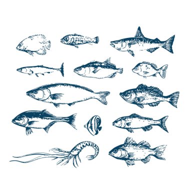 Elle çizilmiş çeşitli balıklar beyaz vektöre izole edilmiş. Vektör deniz ürünleri çizimi. Resim baskısı