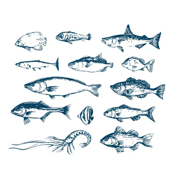 Elle çizilmiş çeşitli balıklar beyaz vektöre izole edilmiş. Vektör deniz ürünleri çizimi. Resim baskısı
