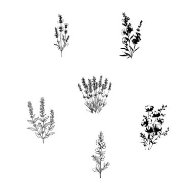 Elle çizilmiş lavanta çiçeği. Çiçekli çizimler, çiçekli Provence otları. Vektör illüstrasyonu