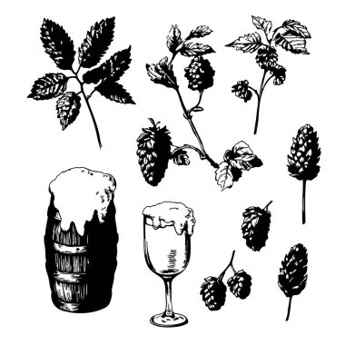 Hops ve bira arpası el çizimi botanik klasik set. Vektör baskısı