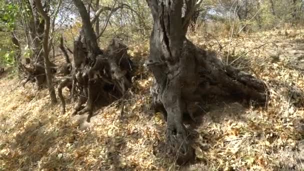 Ağaçlardan Yayılan Çarpık Kökler — Stok video