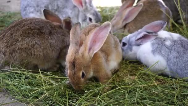 Grupp Kaniner Äter Gräs — Stockvideo