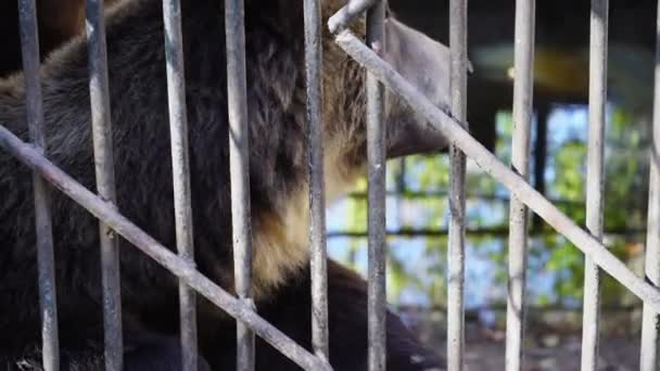 动物园里的熊张开嘴舔铁 — 图库视频影像