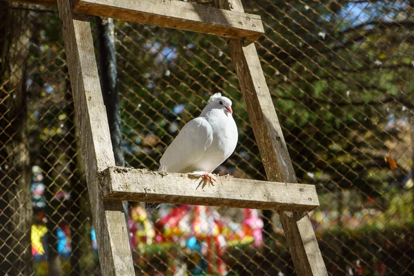 Weiße Taube Sitzt Auf Einem Holzbrett — Stockfoto