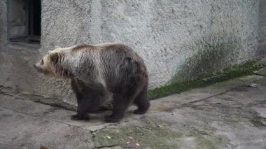 Ayı hayvanat bahçesinde ileri geri yürür..