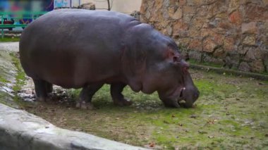 Hayvanat bahçesindeki su aygırı ot yiyor..