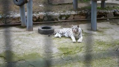 Hayvanat bahçesinde yerde yatan beyaz kaplan.