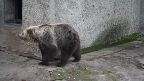 Αρκούδα Πηγαινοέρχεται Στο Ζωολογικό Κήπο — Αρχείο Βίντεο