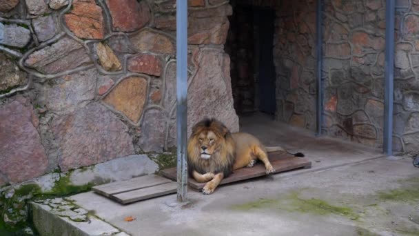 Ένα Αρσενικό Λιοντάρι Κείτεται Στο Έδαφος Ένα Κλουβί Ζωολογικού Κήπου — Αρχείο Βίντεο