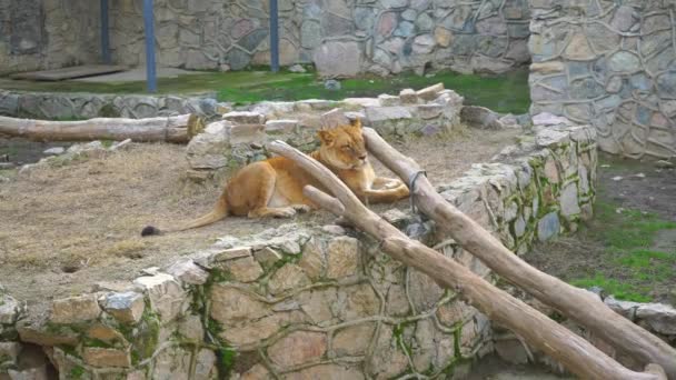 Samice Lva Leží Odpočívá Sama Zoo — Stock video
