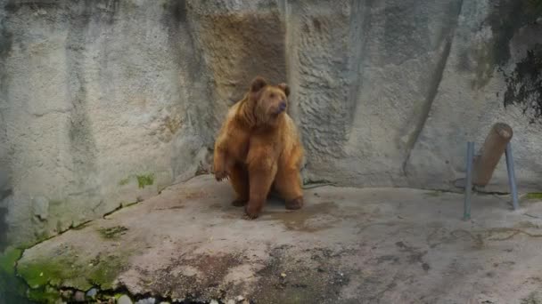 Medvěd Stojí Dvou Nohách Zoo — Stock video