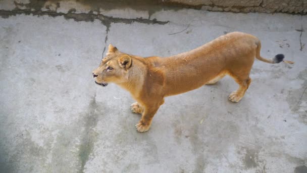 Löwin Zoo Schaut Auf — Stockvideo