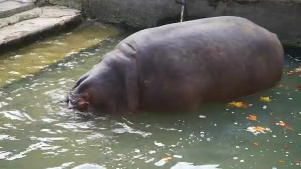 河马在动物园里的水里咀嚼着食物 — 图库视频影像