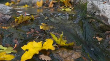 Nehir taşlarla yaprakların arasından akar..