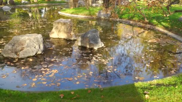 Staw Opadłymi Liśćmi Parku Jesienią — Wideo stockowe