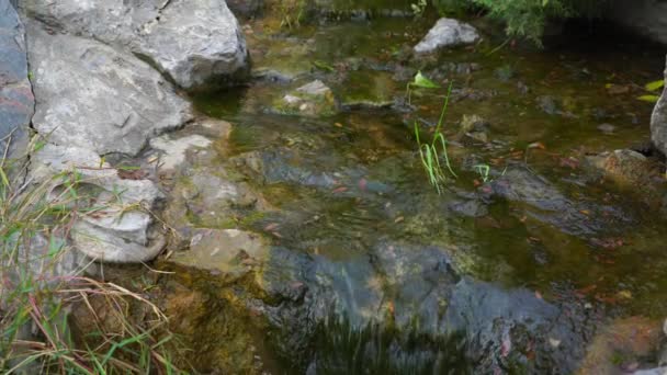 一条小河在公园的石子间流过 — 图库视频影像
