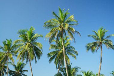 Tall beautiful palm trees against the blue sky.