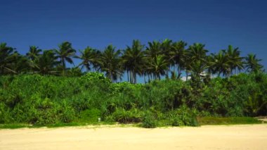 Palmiye ağaçları ve kumun üzerindeki yoğun tropik bitki örtüsü..