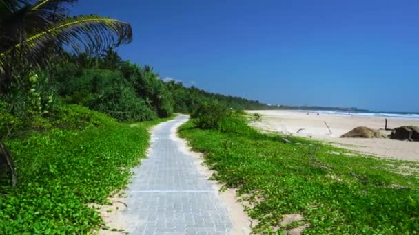 Path Dense Green Plants Beach — Wideo stockowe