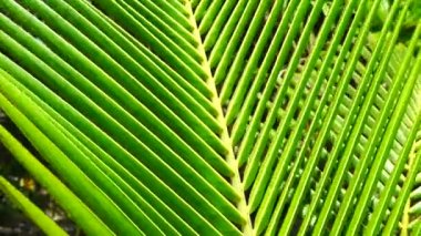 Abstraction of green palm leaf.