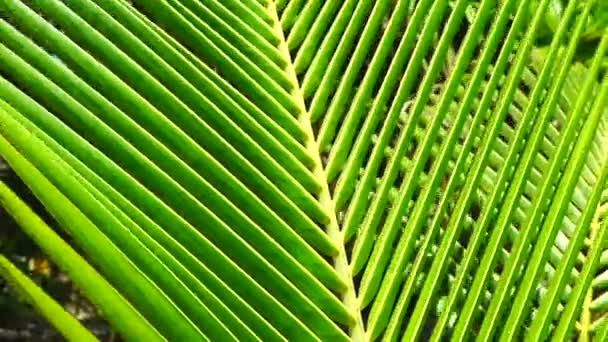 Abstraction Green Palm Leaf — Video