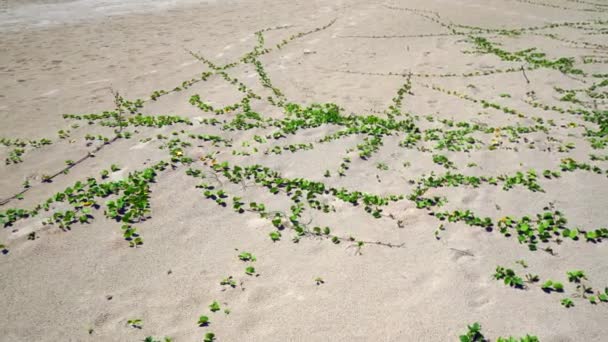 Green Plants Grow Sand — Video