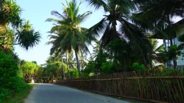 walkway along a wooden fence and palm trees.