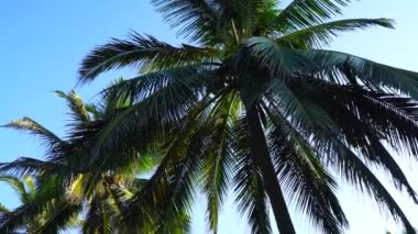 Mavi gökyüzünün arka planında hindistan cevizi olan palmiye ağaçları.