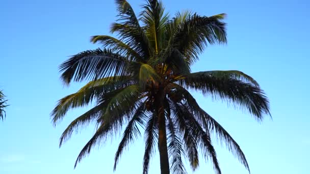 Korona Kokosowego Drzewa Błękitnym Niebie — Wideo stockowe