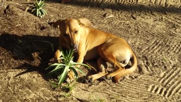 Pies Gryzie Roślinę Rosnącą Ziemi — Wideo stockowe