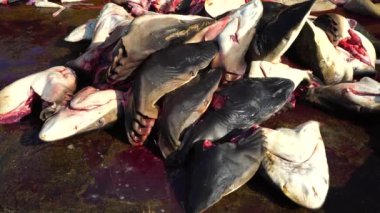 Shark heads lie on the floor.