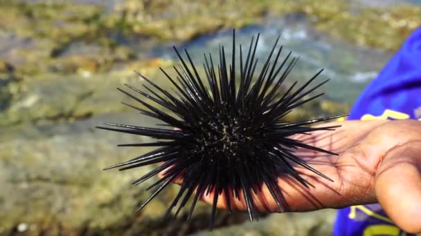 Sea Urchin Close Hand Man — Vídeo de stock