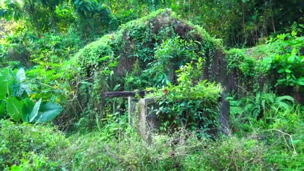 Verlaten Huis Bedekt Met Planten Jungle — Stockvideo