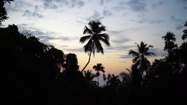 Landscape Silhouette Palm Trees Sunrise — Stock Video