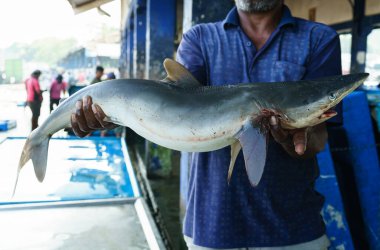Bir adam köpekbalığını elinde tutar..