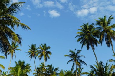 Palmiye ağaçları ve bulutlu mavi gökyüzü ile tropik bir manzara..