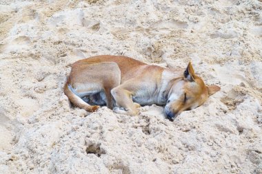 Köpek kumsalda uyuyor..