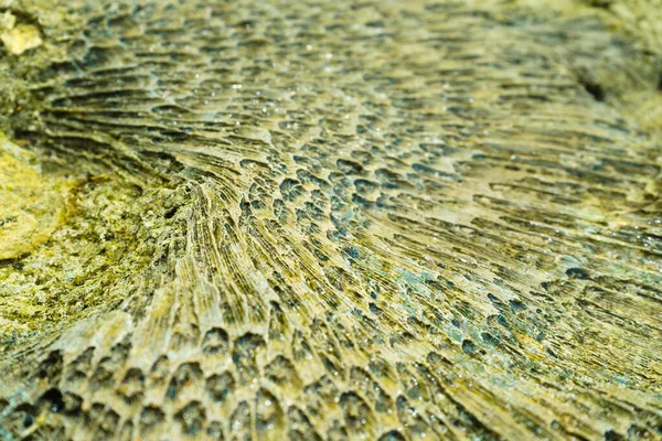 Färgglada Korall Struktur Närbild Som Bakgrund — Stockfoto
