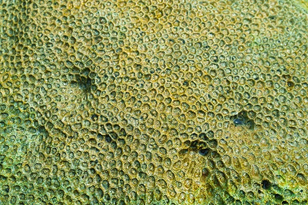 サンゴの細胞の質感を閉じます 黄緑色のサンゴ — ストック写真