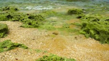 Deniz kıyısındaki kumdaki mercanlar.