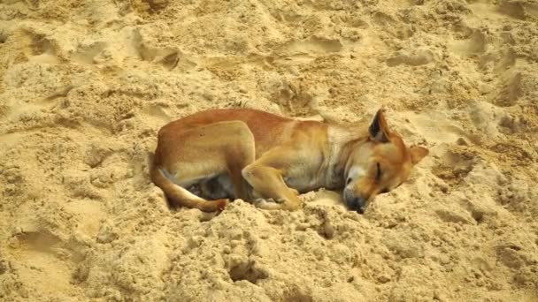 Dog Lying Sand Resting — Stock Video
