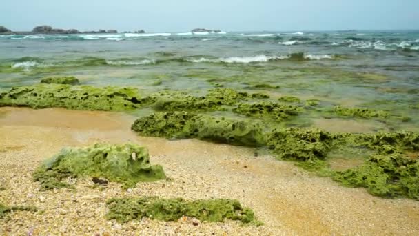 Зеленые Кораллы Песке Берегу Моря — стоковое видео