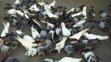 Halk parkında yemek yiyen bir grup güvercin..