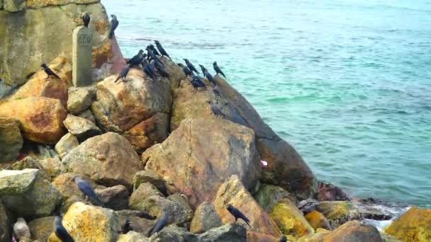 Kruki Siedzą Kamieniach Pobliżu Morza — Wideo stockowe