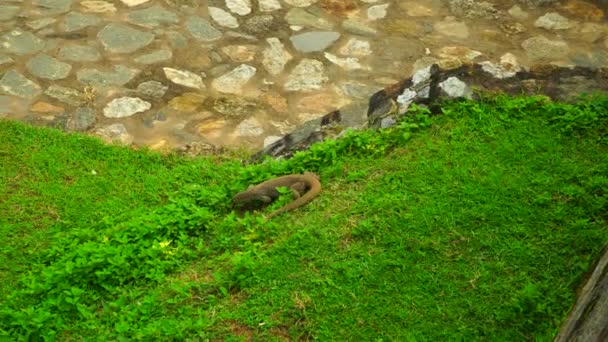 Jaszczurka Goanna Chodzi Trawie — Wideo stockowe