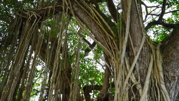 Ein Großer Baum Umhüllt Von Weinreben Den Tropen — Stockvideo