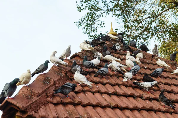 很多鸽子在瓷砖屋顶上 — 图库照片