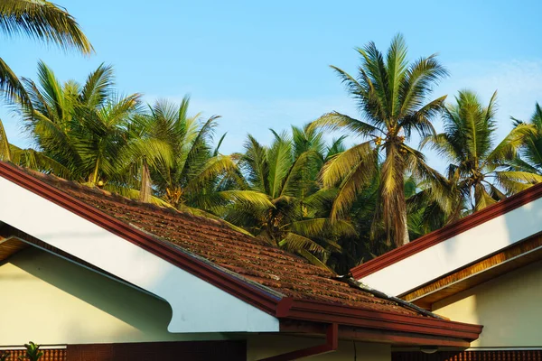 House roof and palm trees against the sky.