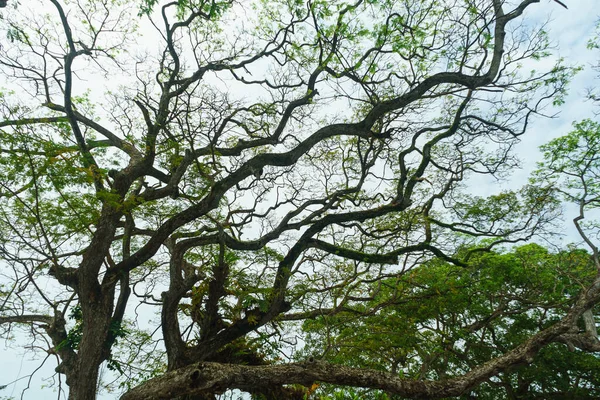 Stock image Many tree branches with green leaves against the sky.