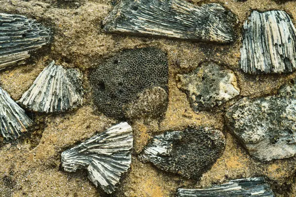 Текстура Стен Камнями Древними Кораллами — стоковое фото